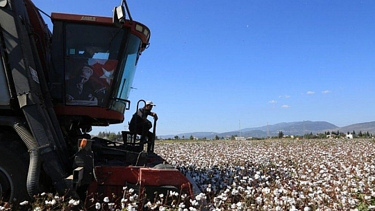 Milaslı çiftçilerin pamuğu tarlada kalmayacak