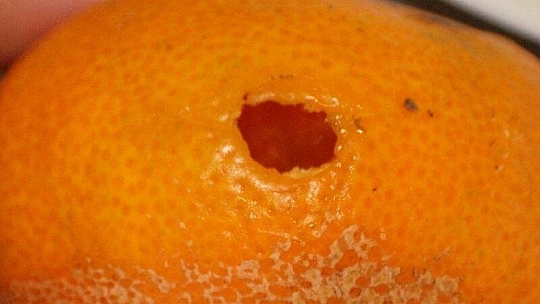 Muğla'da Akdeniz Meyve Sineği mücadelesi başladı