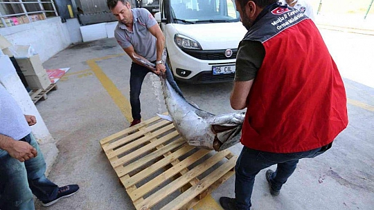 MUĞLA'DA AVLANMASI YASAK OLAN 3 ADET MAVİ YÜZGEÇLİ ORKİNOS BALIĞI ELE GEÇİRİLDİ