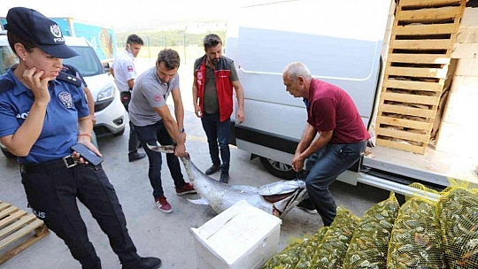 MUĞLA'DA AVLANMASI YASAK OLAN 3 ADET MAVİ YÜZGEÇLİ ORKİNOS BALIĞI ELE GEÇİRİLDİ