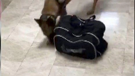 Muğla'da Narkotik operasyonlarında 6 tutuklama