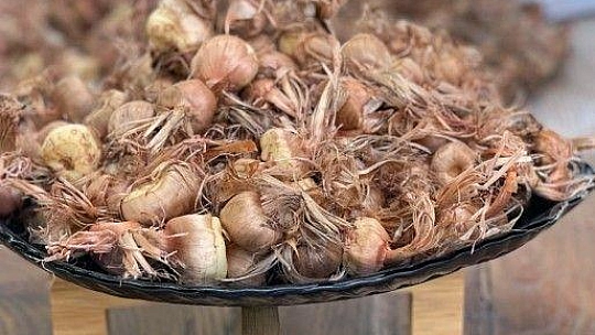 Muğla'nın kadınları Safran ile tanıştı