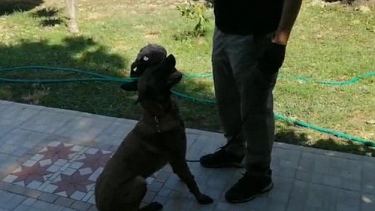 Narkotik Köpeği 'Coco' Haziran ayının 'en başarılısı' oldu