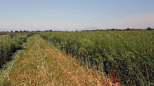 Ören Mahallesinde Tarla Günü