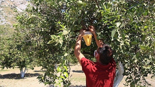 Ören narenciyesini kurtaracak mücadele