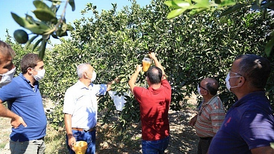 Ören narenciyesini kurtaracak mücadele