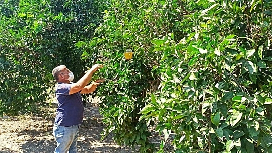 Ören narenciyesini kurtaracak mücadele