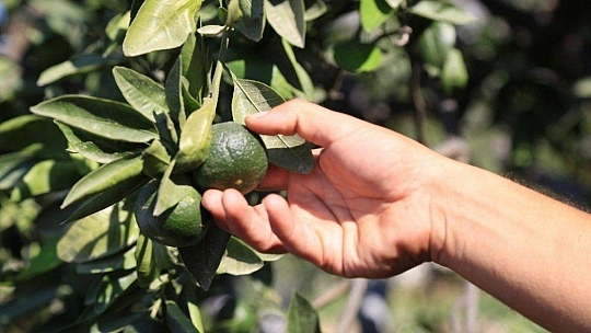 Ören narenciyesini kurtaracak mücadele