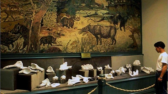 Özlüce fosil kazıları 9 yıl aradan sonra tekrar başladı