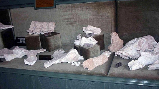 Özlüce fosil kazıları 9 yıl aradan sonra tekrar başladı