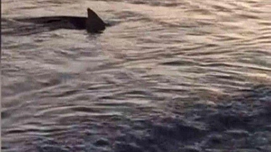 Sahile yaklaşan köpek balıkları böyle görüntülendi