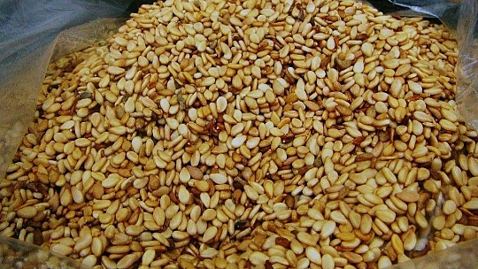 Sarı susamın sırrı Gökova'nın iyotlu rüzgarında