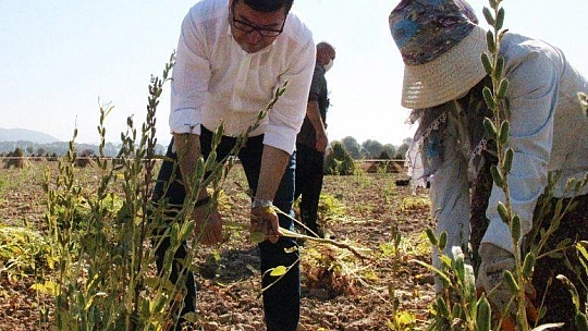 Sarı susamın sırrı Gökova'nın iyotlu rüzgarında