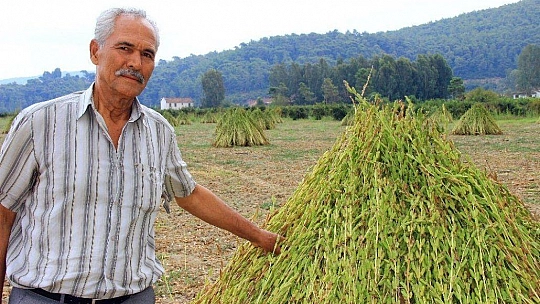 Sarı susamın sırrı Gökova'nın iyotlu rüzgarında
