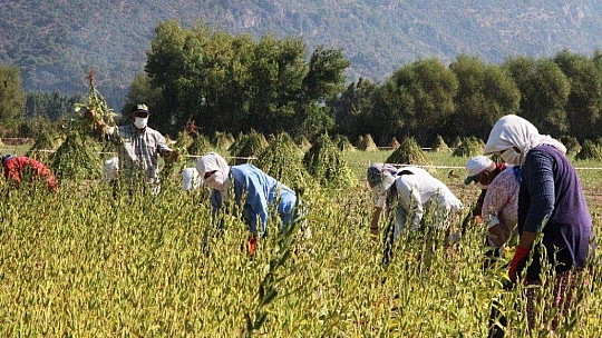 Sarı susamın sırrı Gökova'nın iyotlu rüzgarında