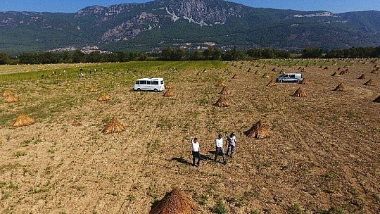 Sarı susamın sırrı Gökova'nın iyotlu rüzgarında
