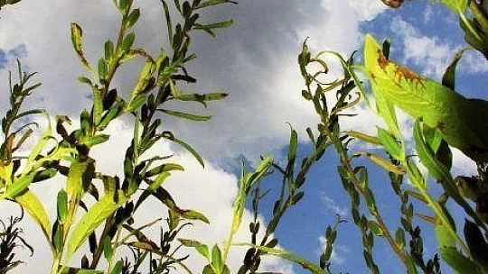 Sarı susamın sırrı Gökova'nın iyotlu rüzgarında