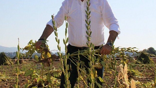 Sarı susamın sırrı Gökova'nın iyotlu rüzgarında