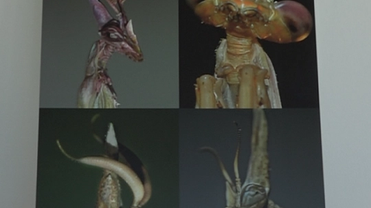 'GÖZ GÖZE' İSİMLİ FOTOĞRAF SERGİSİ AÇILDI 