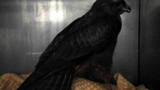 Soğuk hava şahini de vurdu