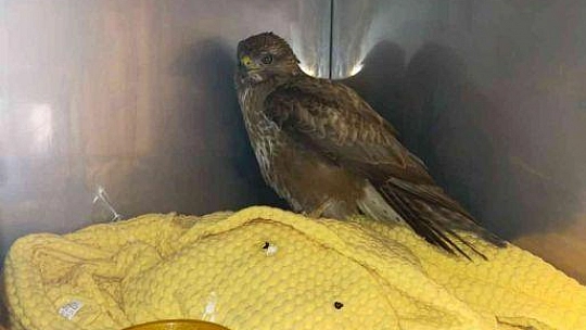 Soğuk hava şahini de vurdu