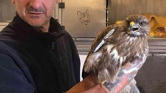 Soğuk hava şahini de vurdu