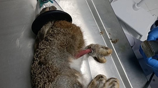 Fethiye'de İlk Doku Nakli