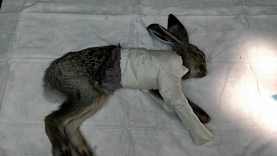 Fethiye'de İlk Doku Nakli