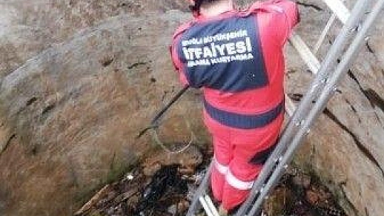 Tilkiyi kurtarmak için seferber oldular