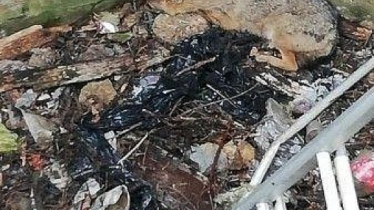 Tilkiyi kurtarmak için seferber oldular