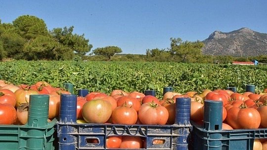 Üreten çiftçilere kısıtlama yok