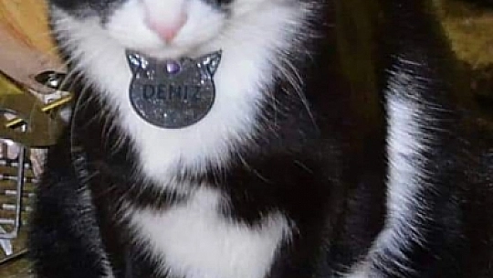 Kayıp Sevimli Kedi Aranıyor 