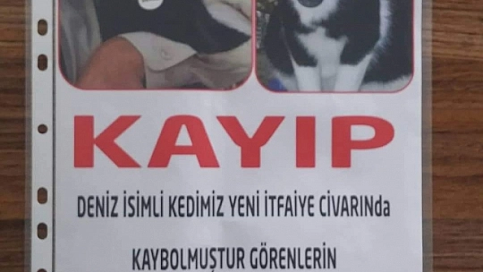Kayıp Sevimli Kedi Aranıyor 