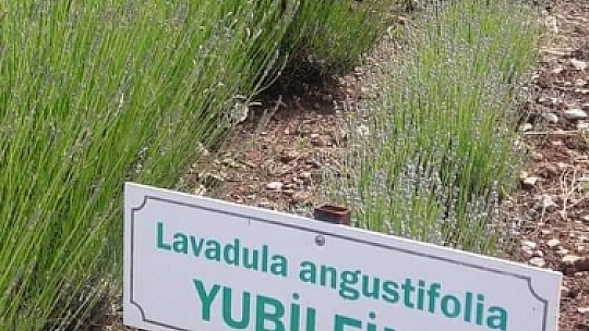 İncirköy Çiftçisi, Kıraç Toprakların Mor Mucizesiyle Tanıştı