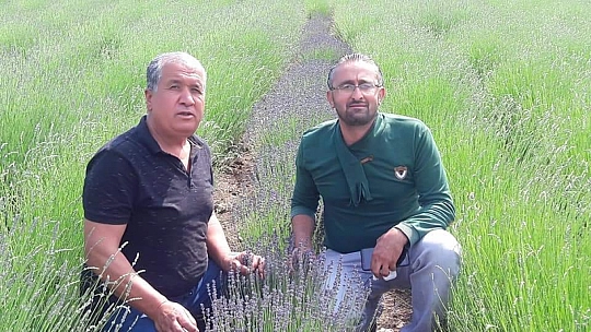 İncirköy Çiftçisi, Kıraç Toprakların Mor Mucizesiyle Tanıştı