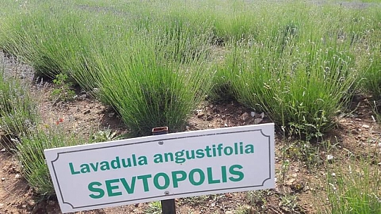 İncirköy Çiftçisi, Kıraç Toprakların Mor Mucizesiyle Tanıştı