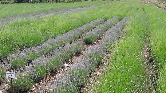 İncirköy Çiftçisi, Kıraç Toprakların Mor Mucizesiyle Tanıştı
