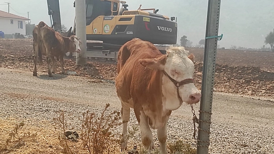 Veterinerler müdahaleye hazır