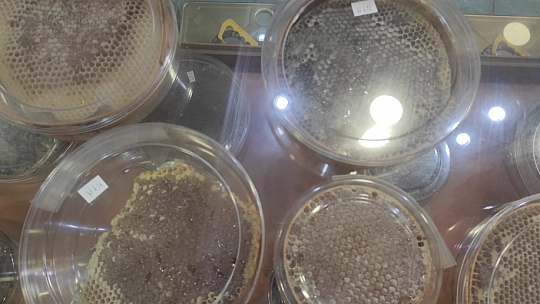 Çam balında kayıp yıl