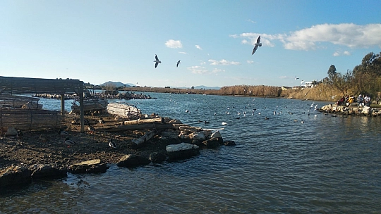 Güzel hava ördeklere yaradı