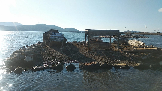 Güzel hava ördeklere yaradı