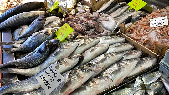 Bağışıklık sistemi için balık 