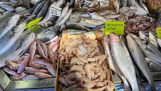 Bağışıklık sistemi için balık 