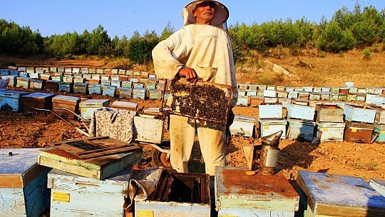 Yangınlar Marmaris Çam Balını olumsuz etkiledi