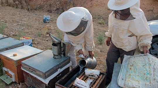 Yangınlar Marmaris Çam Balını olumsuz etkiledi