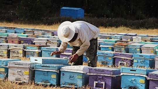 Yangınlar Marmaris Çam Balını olumsuz etkiledi
