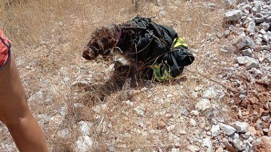 Yaralı köpeğin yardımına itfaiye koştu