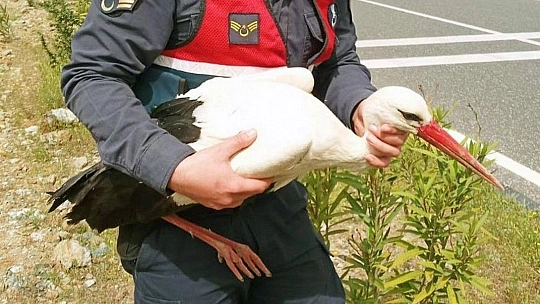 Yaralı Leyleğin yardımına Jandarma yetişti