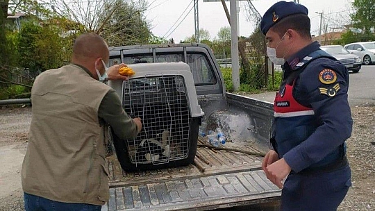 Yaralı Leyleğin yardımına Jandarma yetişti