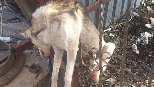 Yavruları olan köpek tüfekle vurularak öldürüldü